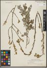 Foto von Salix starkeana Willd.